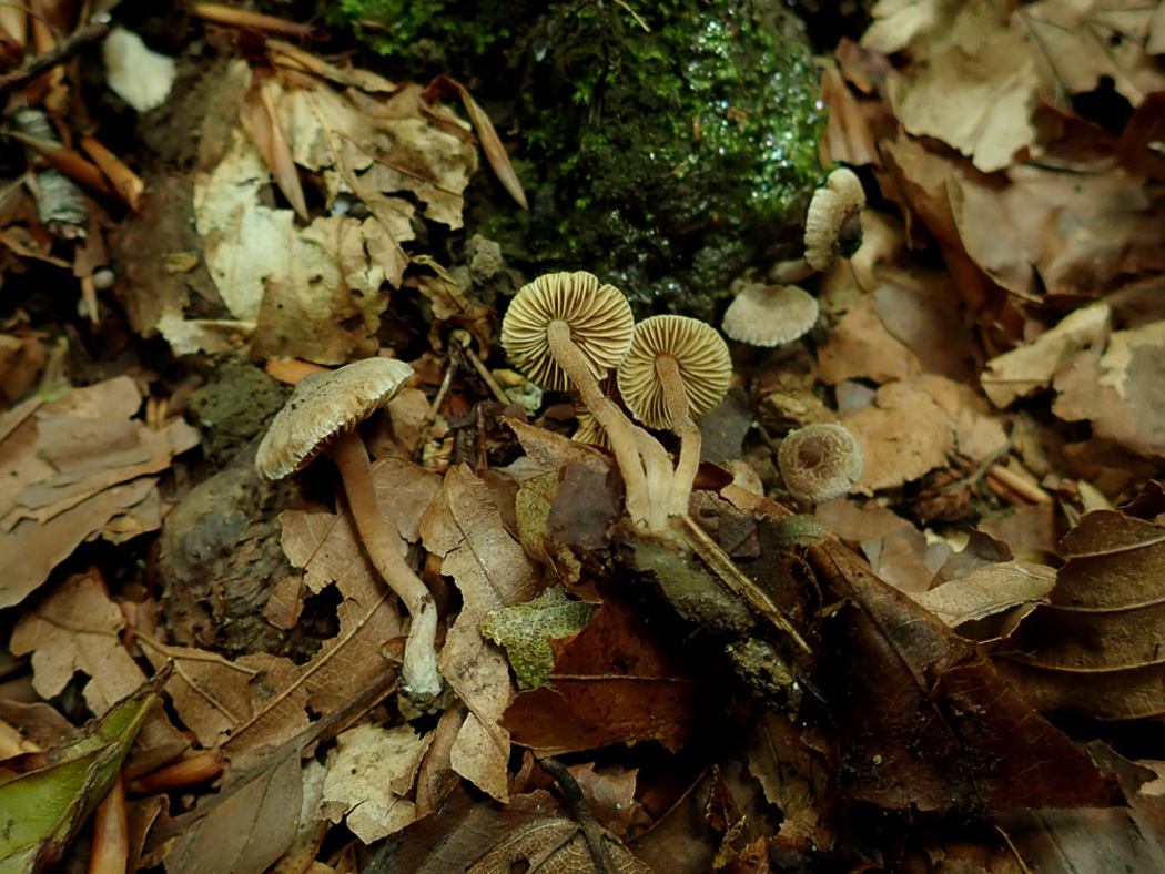Photo © Penny Cullington Inocybe petiginosa by Penny Cullington